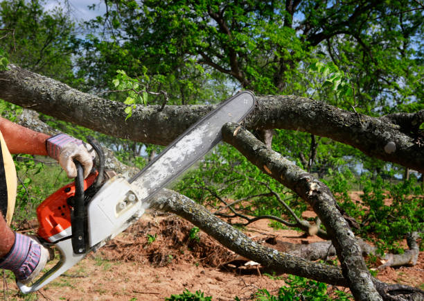 Best Emergency Tree Service  in Drexel, NC